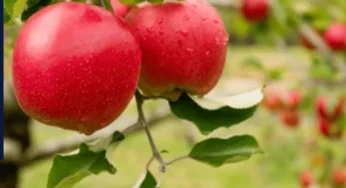 हर रोज खाएं ये लाल फल…इसके चमत्कारी फायदे जान चौंक जाएगें आप! शरीर में दिखने लगेंगे कमाल के फायदें