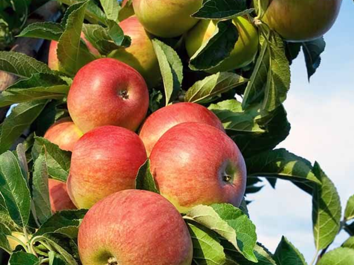 दुनियाभर के सबसे अधिक खाए जाने वाले स्वादिष्ट फल, जो आपके चेहरे को बनाए ग्लोइ और शरीर को बनाए फिट - Photo Gallery