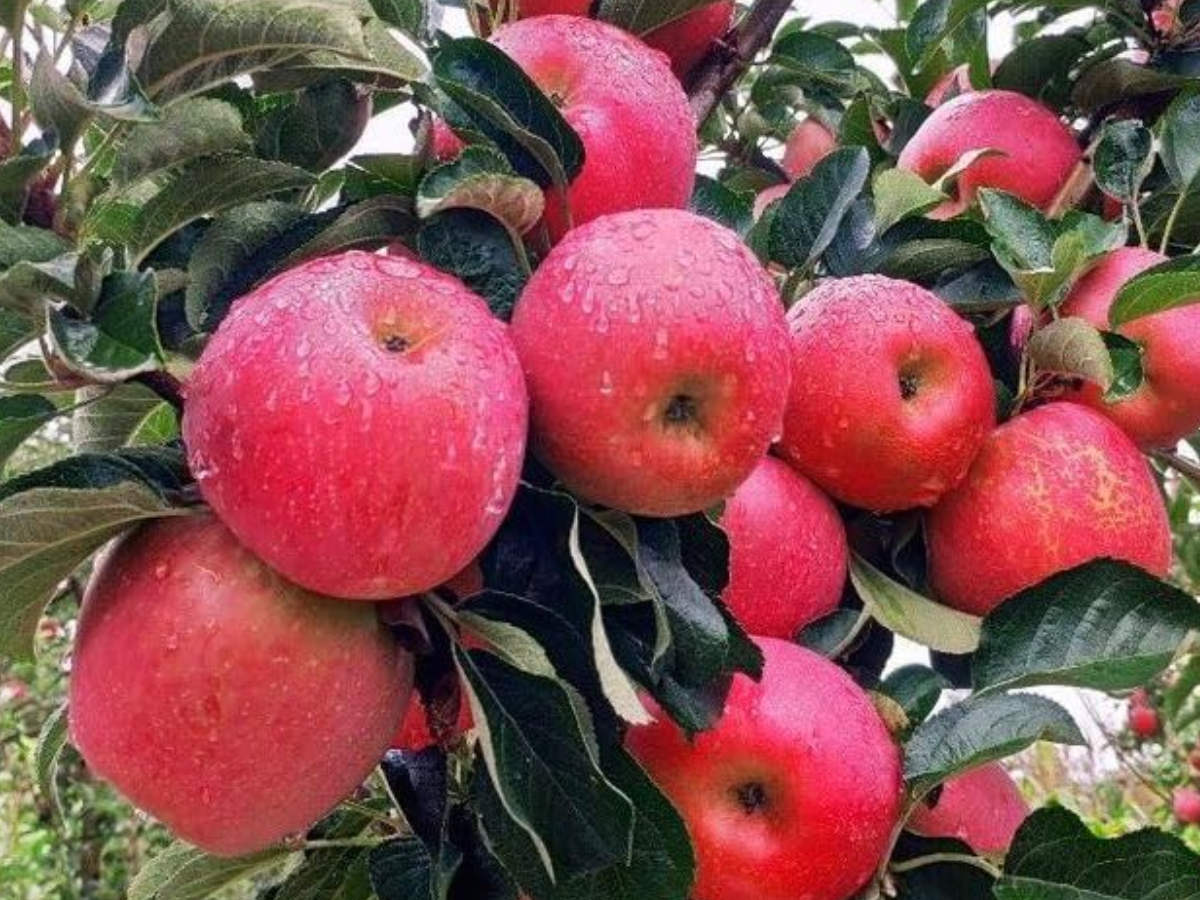 Apple - Photo Gallery