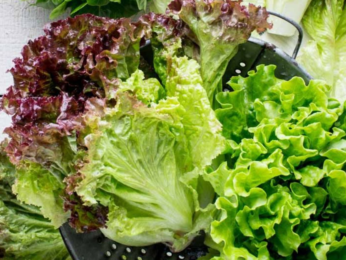 Eat Green Vegetables - Photo Gallery