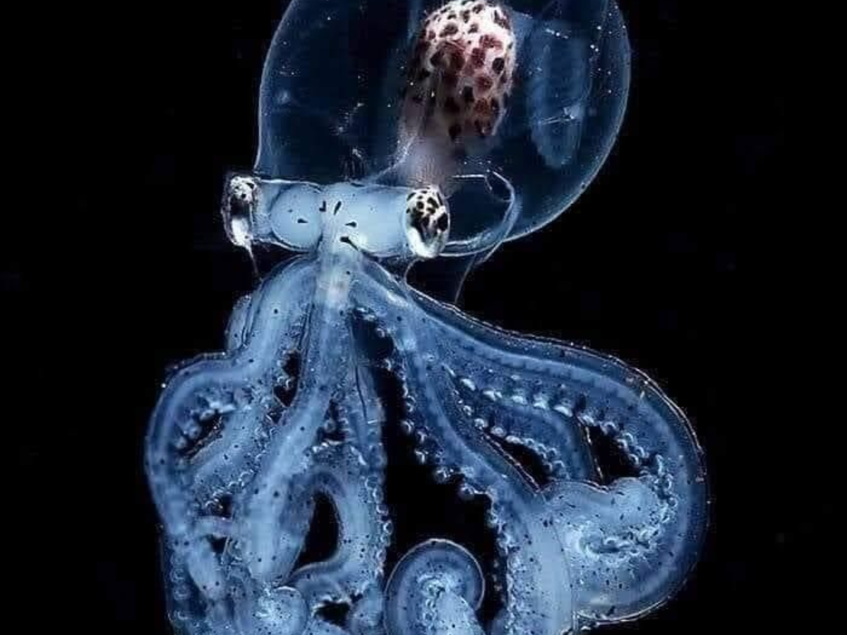 Glass Squid - Photo Gallery