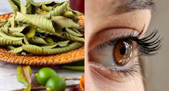 छोटे से होते हैं अमरूद के पत्ते, लेकिन असर बड़ा- आयुर्वेद बताते है इसे सेहत और खूबसूरती का राज !