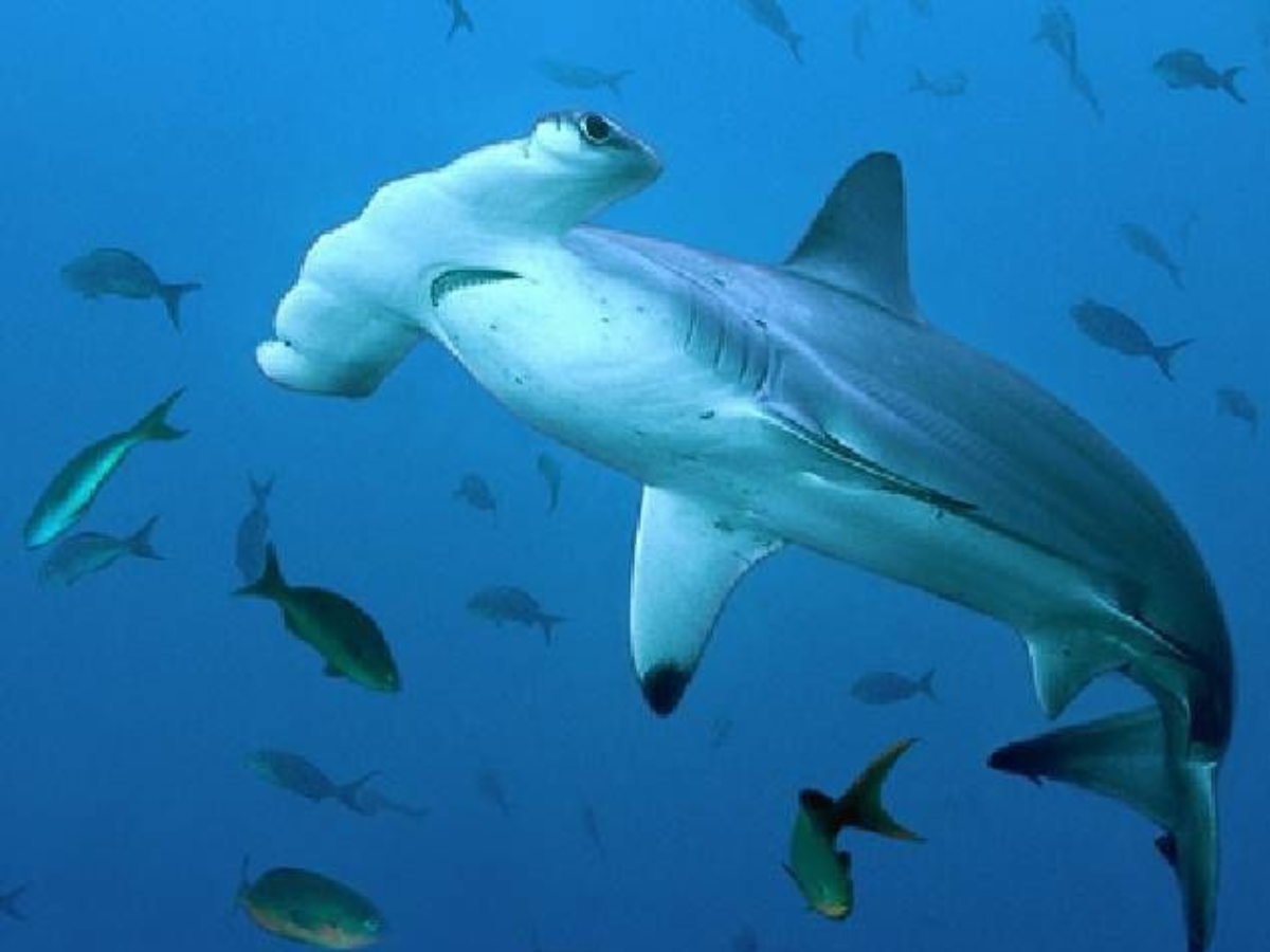 Blue Whale से लेकर Sea Dragon तक, अनोखे जीव जो सिर्फ Indian Ocean में पाए जाते हैं - Photo Gallery