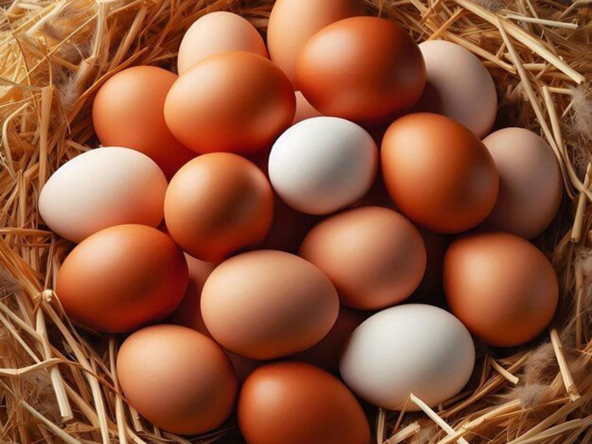 अंडे या सोया चंक्स: जानें कौन हैं प्रोटीन का असली बादशाह, जो देता है आपके शरीर को अनगिनत लाभ - Photo Gallery