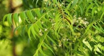 कब्ज से है परेशान तो तुलसी नहीं बल्कि यह एक पत्ता कर देगा आपकी आंतों को दुरुस्त