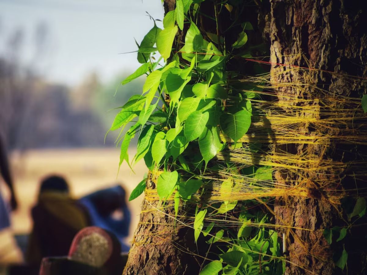 मां लक्ष्मी की विशेष कृपा पाने का आसान तरीका: इन 5 पेड़-पौधों पर लाल या काला कलावा बांधें और देखें घर में खुशहाली और समृद्धि की बहार - Photo Gallery