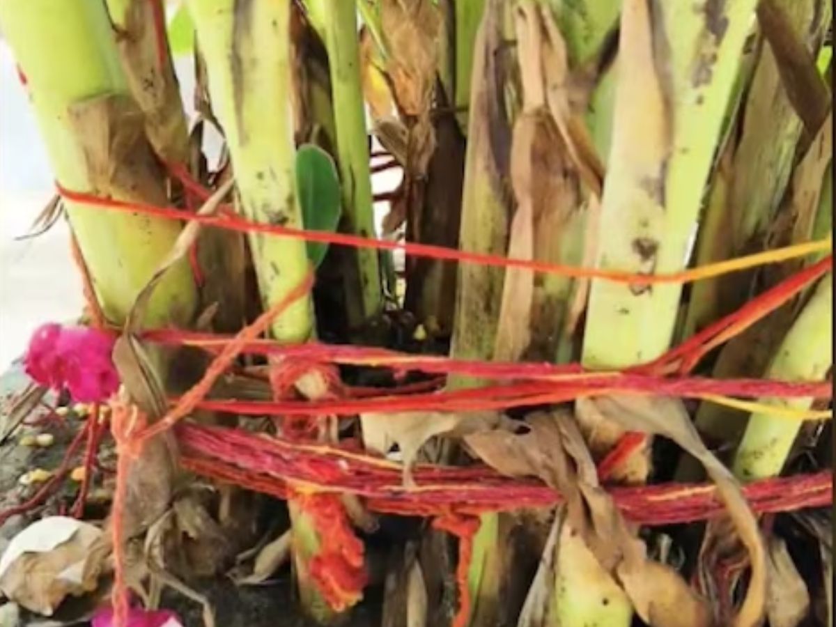 मां लक्ष्मी की विशेष कृपा पाने का आसान तरीका: इन 5 पेड़-पौधों पर लाल या काला कलावा बांधें और देखें घर में खुशहाली और समृद्धि की बहार - Photo Gallery