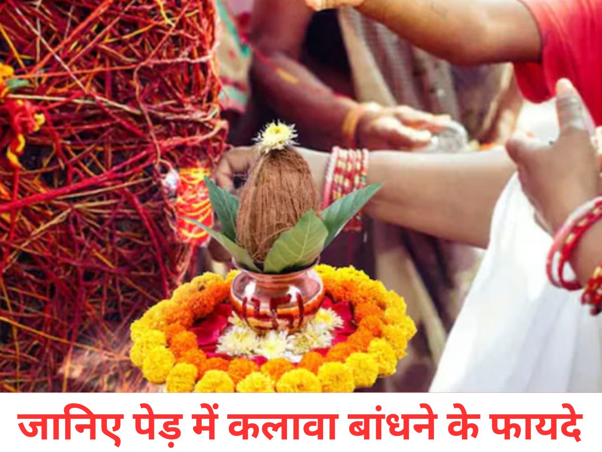 मां लक्ष्मी की विशेष कृपा पाने का आसान तरीका: इन 5 पेड़-पौधों पर लाल या काला कलावा बांधें और देखें घर में खुशहाली और समृद्धि की बहार - Photo Gallery