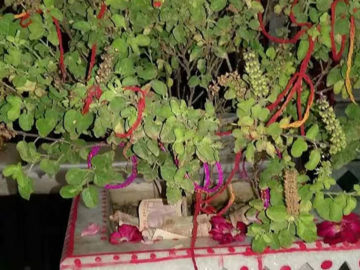 मां लक्ष्मी की विशेष कृपा पाने का आसान तरीका: इन 5 पेड़-पौधों पर लाल या काला कलावा बांधें और देखें घर में खुशहाली और समृद्धि की बहार - Photo Gallery