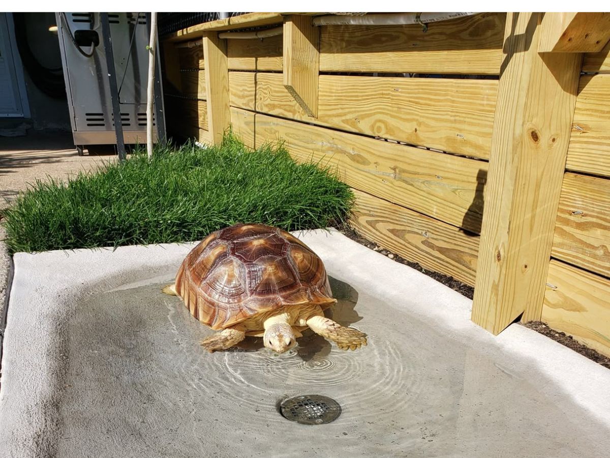 वास्तु शास्त्र का चमत्कारी उपाय: घर में कछुआ रखने से बढ़ेगी बरकत और खुशहाली - Photo Gallery