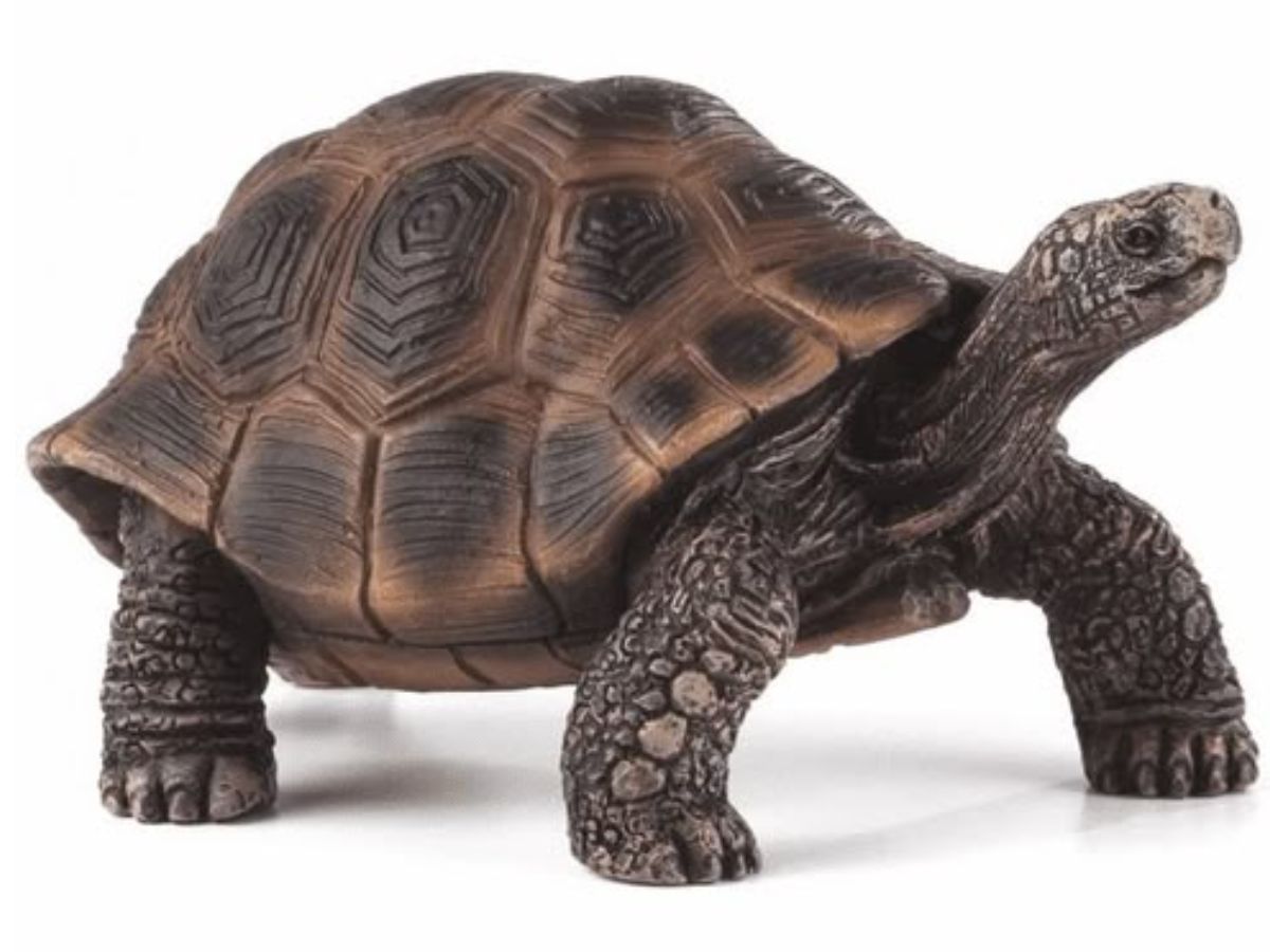 वास्तु शास्त्र का चमत्कारी उपाय: घर में कछुआ रखने से बढ़ेगी बरकत और खुशहाली - Photo Gallery