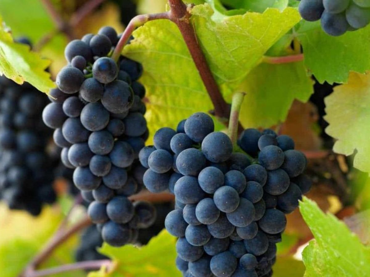 Blueberries Benefits: हेल्दी स्किन से लेकर weight loss में मदद करती हैं ब्लूबेरी, जानें और क्या – क्या हैं फायदे - Photo Gallery