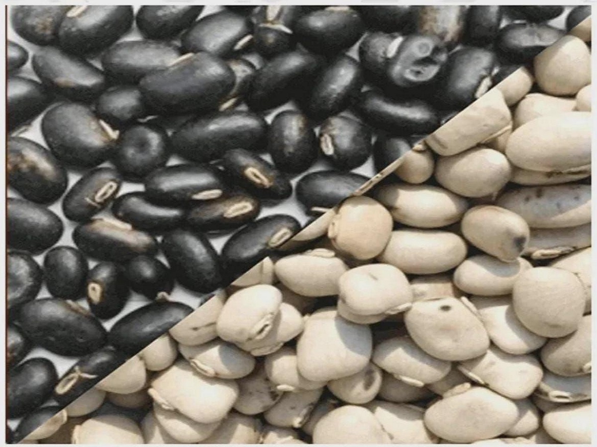 मर्दों की कमजोरी होगी छूमंतर – जानिए आयुर्वेद में छुपे वो 5 रामबाण इलाज जो आपकी ताकत को कर देंगे दोगुना - Photo Gallery