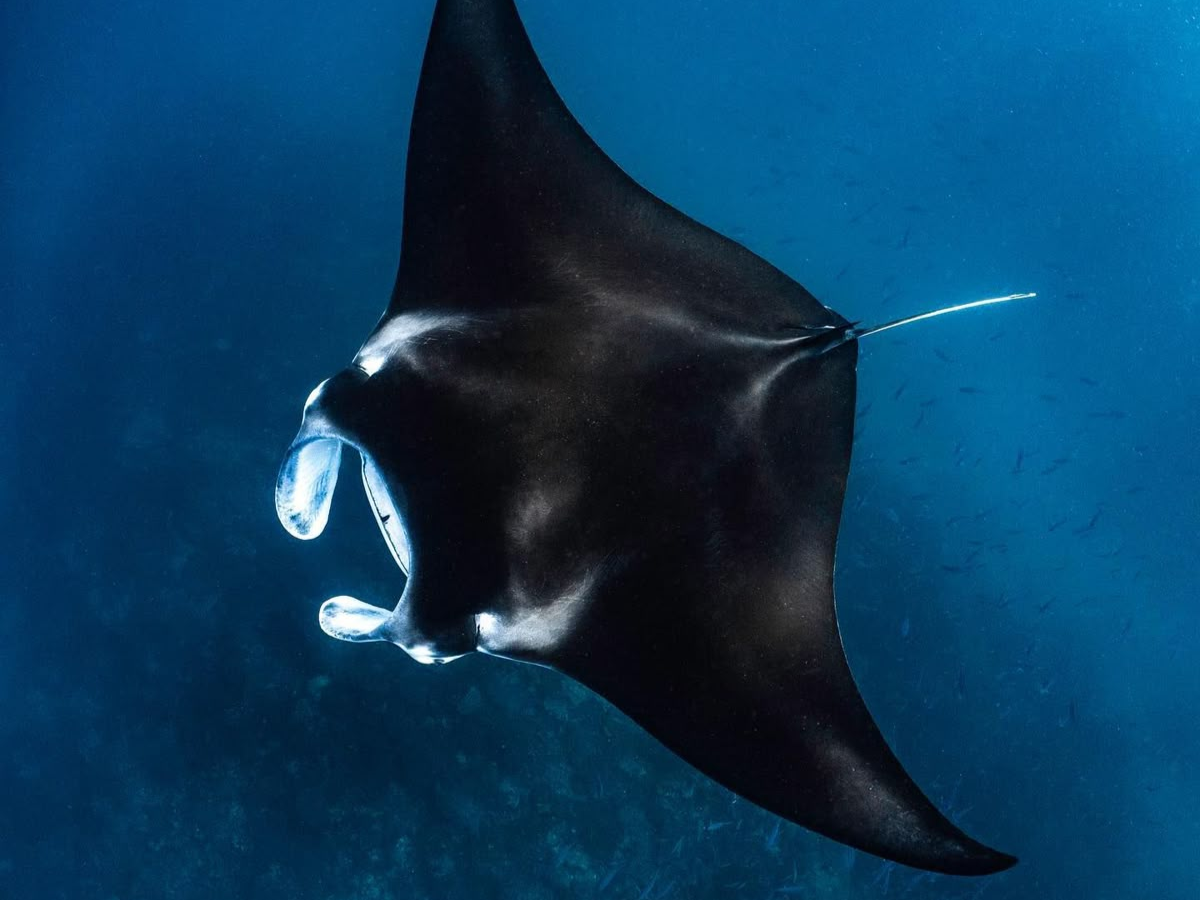 Blue Whale से लेकर Sea Dragon तक, अनोखे जीव जो सिर्फ Indian Ocean में पाए जाते हैं - Photo Gallery