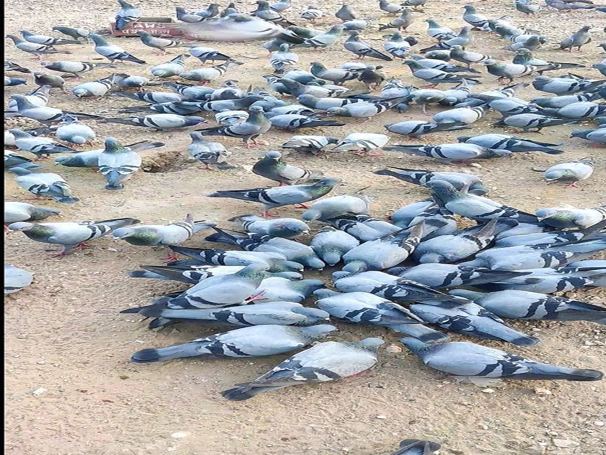 कबूतर को रोजाना दाना खिलाना क्यों है शुभ? वास्तु और धार्मिक मान्यताओं में छुपा है राज - Photo Gallery