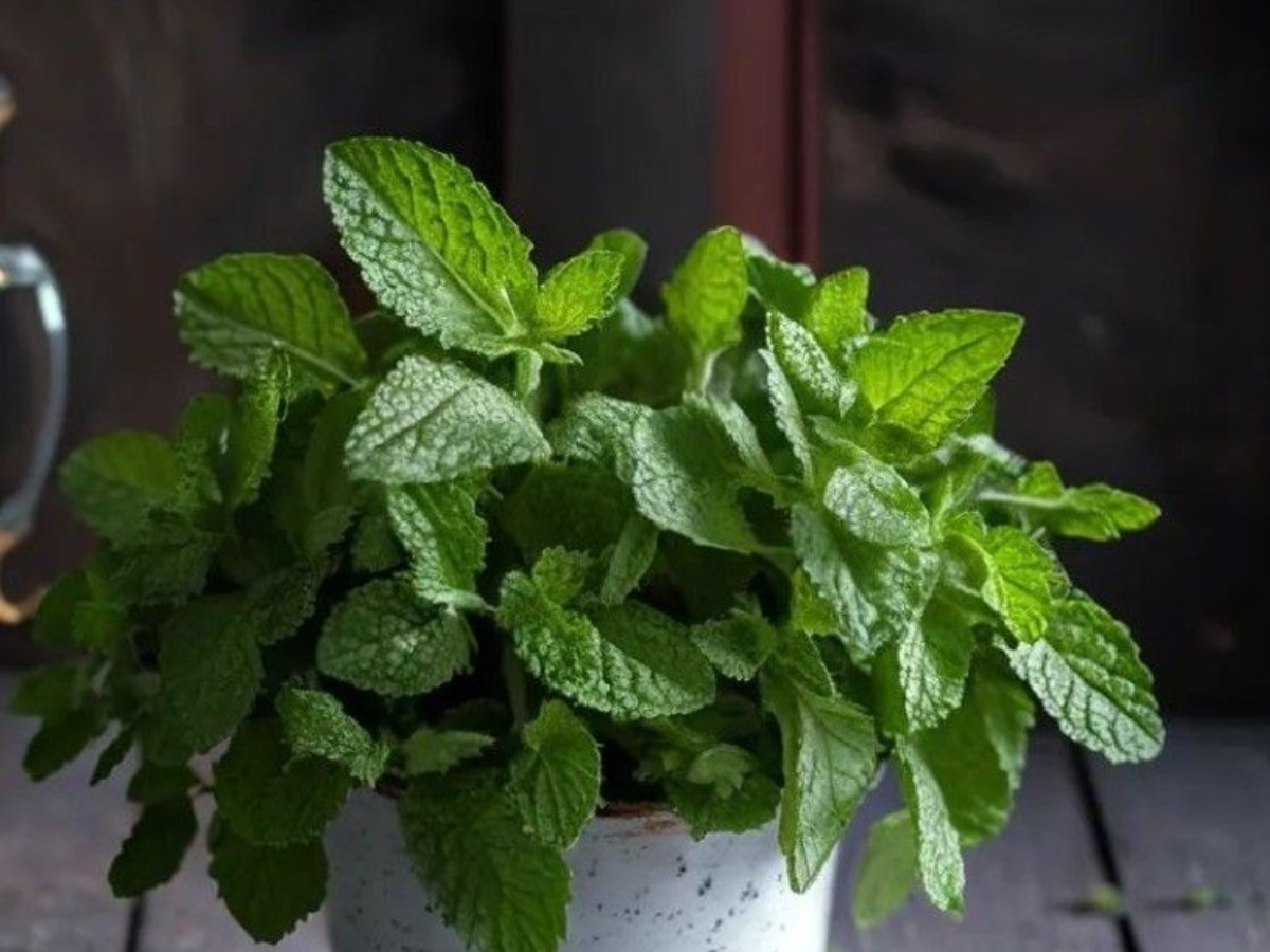 सब्जियां उगाने का शौक है? तो आप भी अपने घर को बनाएं एक छोटा बगीचा - Photo Gallery