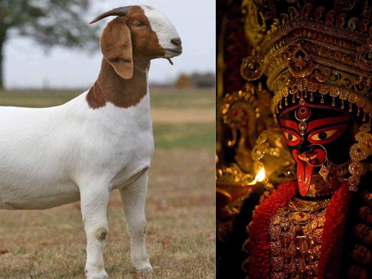 Mutton offering from West Bengal - Photo Gallery