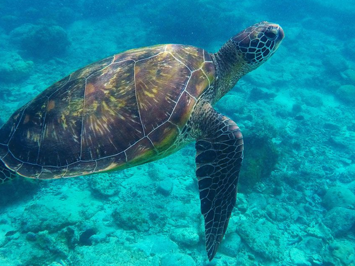 Blue Whale से लेकर Sea Dragon तक, अनोखे जीव जो सिर्फ Indian Ocean में पाए जाते हैं - Photo Gallery