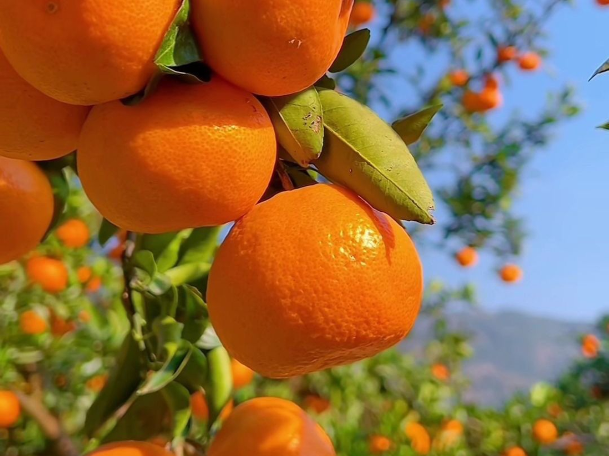 दुनियाभर के सबसे अधिक खाए जाने वाले स्वादिष्ट फल, जो आपके चेहरे को बनाए ग्लोइ और शरीर को बनाए फिट - Photo Gallery