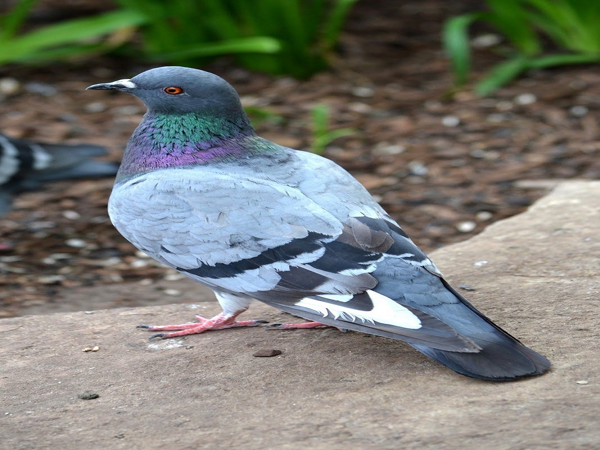 कबूतर को रोजाना दाना खिलाना क्यों है शुभ? वास्तु और धार्मिक मान्यताओं में छुपा है राज - Photo Gallery