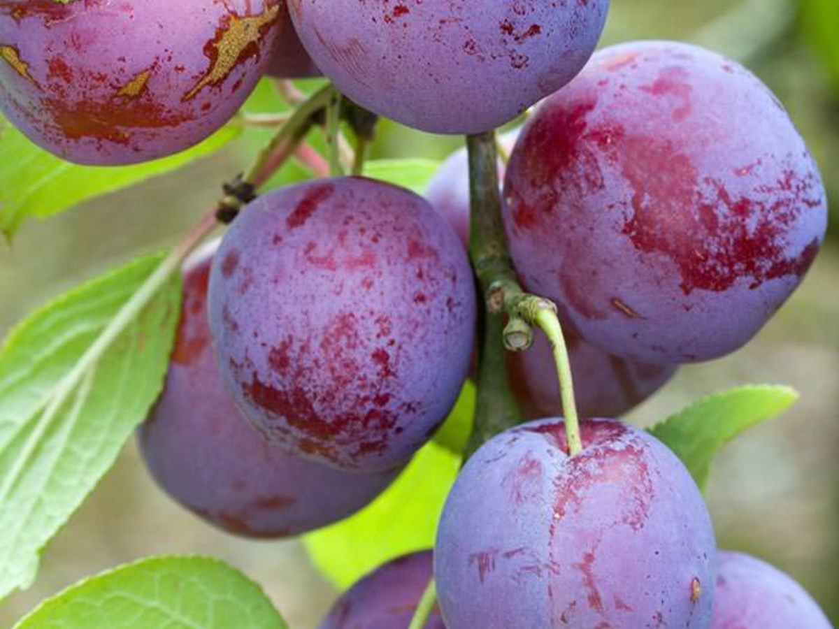 Plums - Photo Gallery