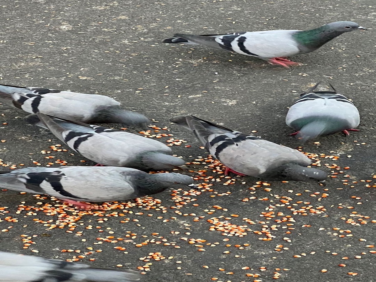 कबूतर को रोजाना दाना खिलाना क्यों है शुभ? वास्तु और धार्मिक मान्यताओं में छुपा है राज - Photo Gallery