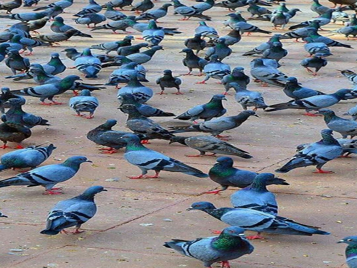 कबूतर को रोजाना दाना खिलाना क्यों है शुभ? वास्तु और धार्मिक मान्यताओं में छुपा है राज - Photo Gallery