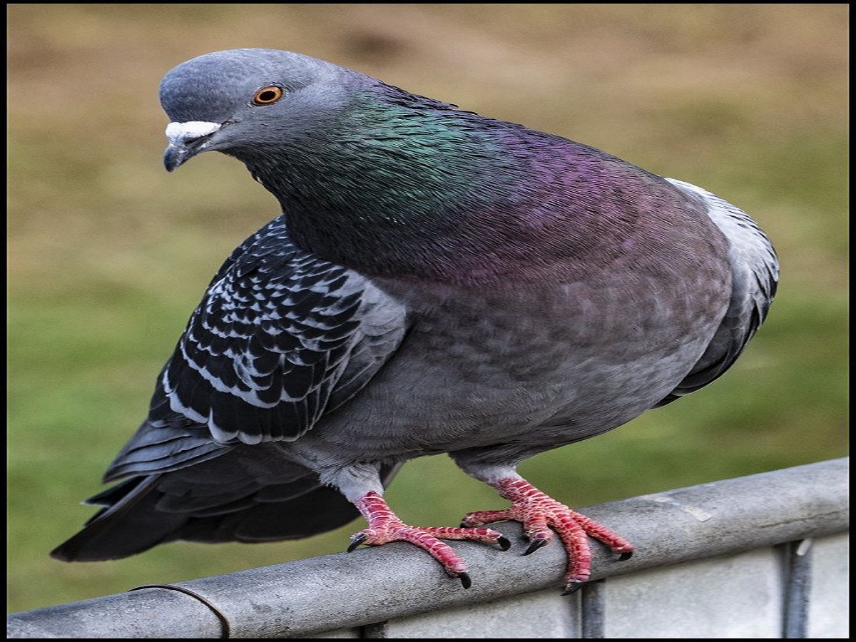 कबूतर को रोजाना दाना खिलाना क्यों है शुभ? वास्तु और धार्मिक मान्यताओं में छुपा है राज - Photo Gallery
