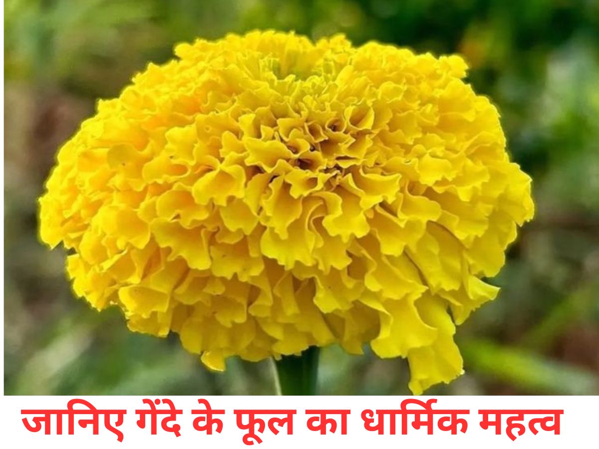 vastu shastra: घर में गेंदे का पौधा लगाने से बढ़ेगी तरक्की, मिलेगा मां लक्ष्मी का आशीर्वाद और धन की कमी कभी नहीं होगी - Photo Gallery