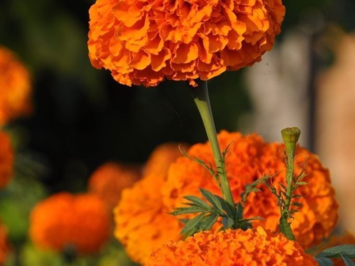 vastu shastra: घर में गेंदे का पौधा लगाने से बढ़ेगी तरक्की, मिलेगा मां लक्ष्मी का आशीर्वाद और धन की कमी कभी नहीं होगी - Photo Gallery