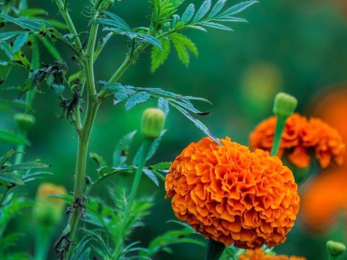 vastu shastra: घर में गेंदे का पौधा लगाने से बढ़ेगी तरक्की, मिलेगा मां लक्ष्मी का आशीर्वाद और धन की कमी कभी नहीं होगी - Photo Gallery