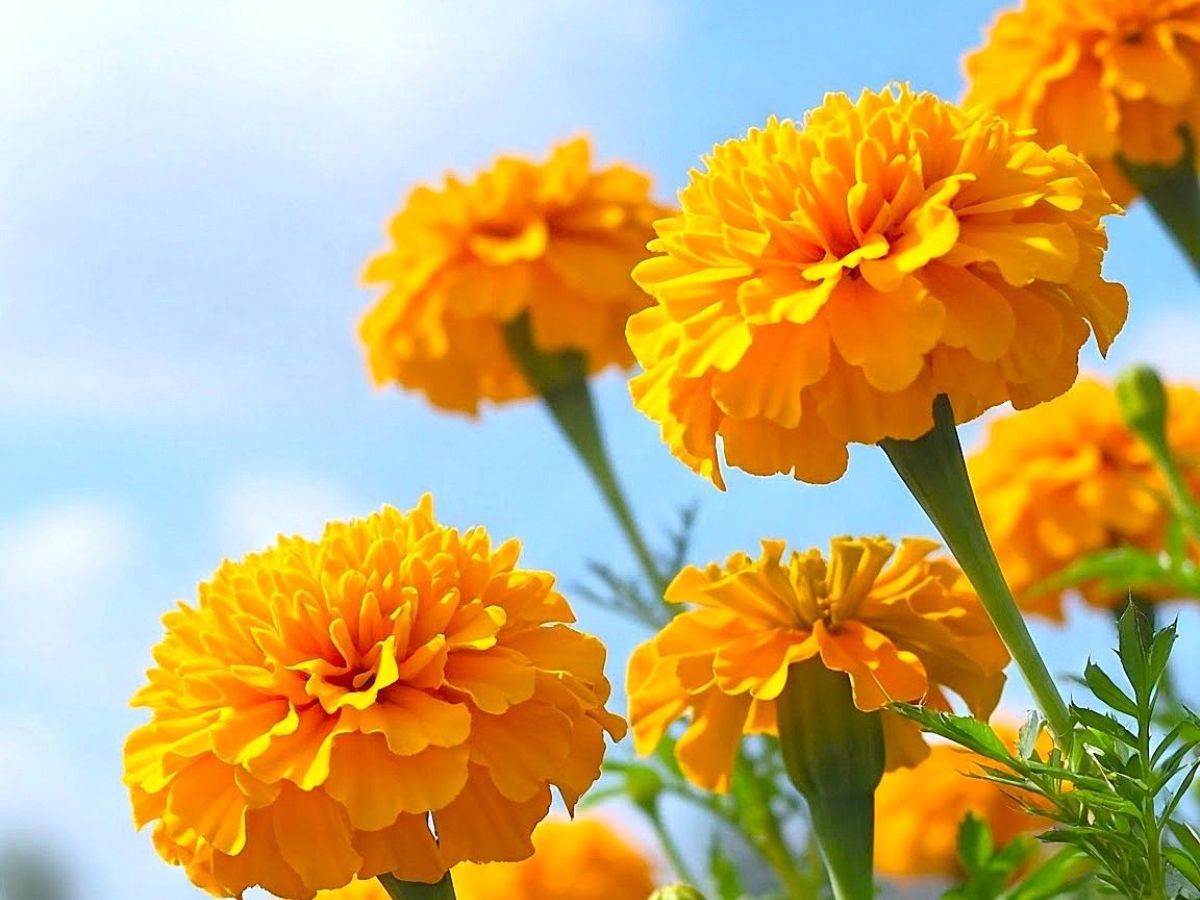 vastu shastra: घर में गेंदे का पौधा लगाने से बढ़ेगी तरक्की, मिलेगा मां लक्ष्मी का आशीर्वाद और धन की कमी कभी नहीं होगी - Photo Gallery