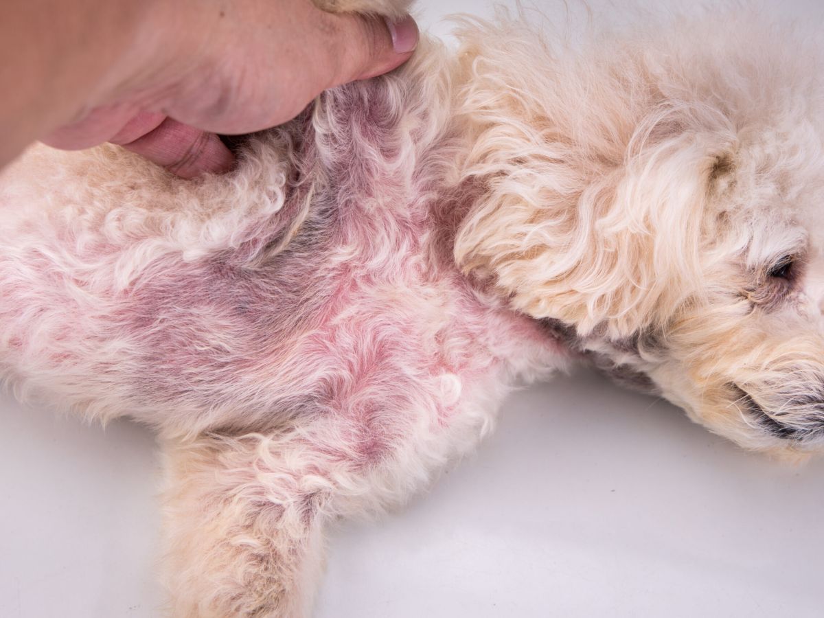 ये लक्षण बिल्कुल भी ना करें नजरअंदाज, हो सकते हैं आपके कुत्ते के लिए खतरनाक - Photo Gallery