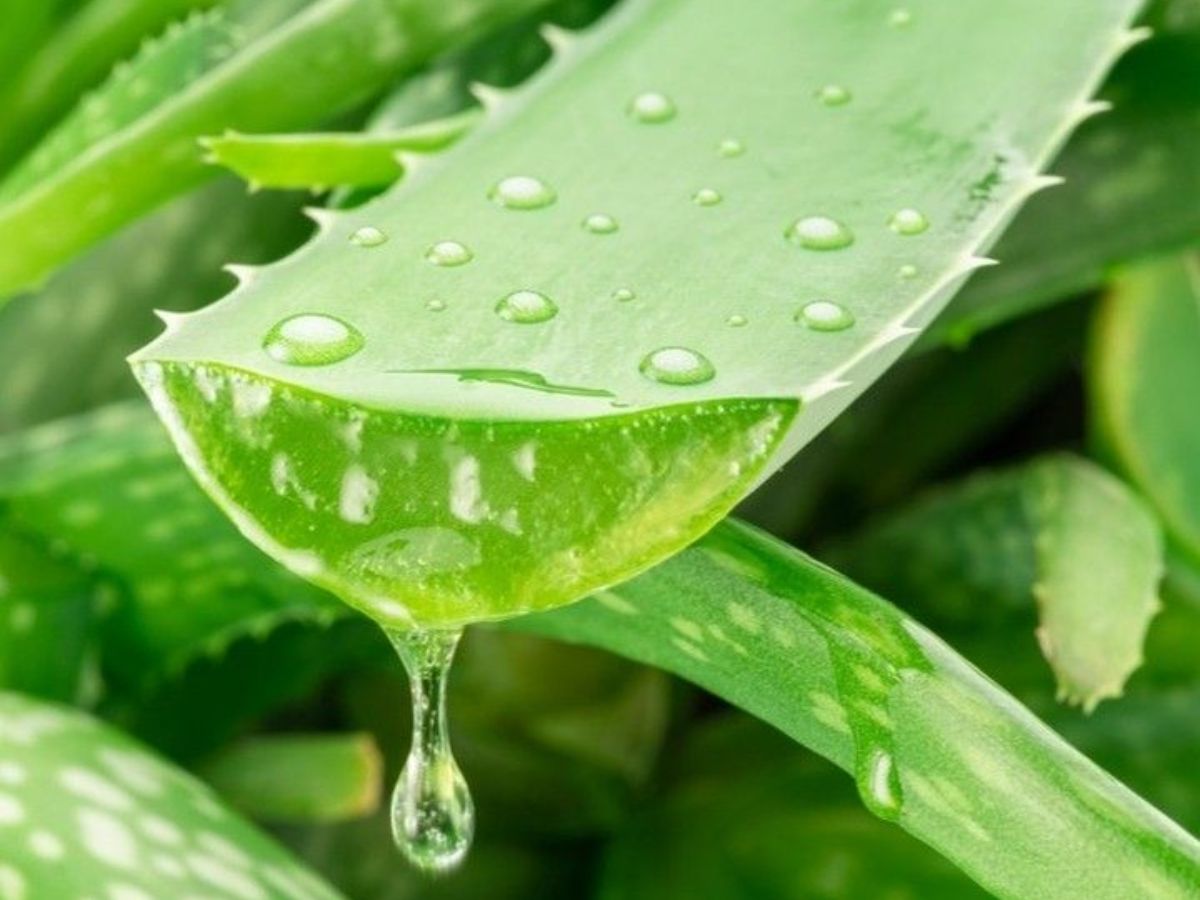 झुर्रियाँ, मुंहासों और ड्राई स्किन से पाए छुटकारा, रात भर Aloe Vera जेल लगाने से मिलेगी नेचुरल ग्लोइंग स्किन - Photo Gallery