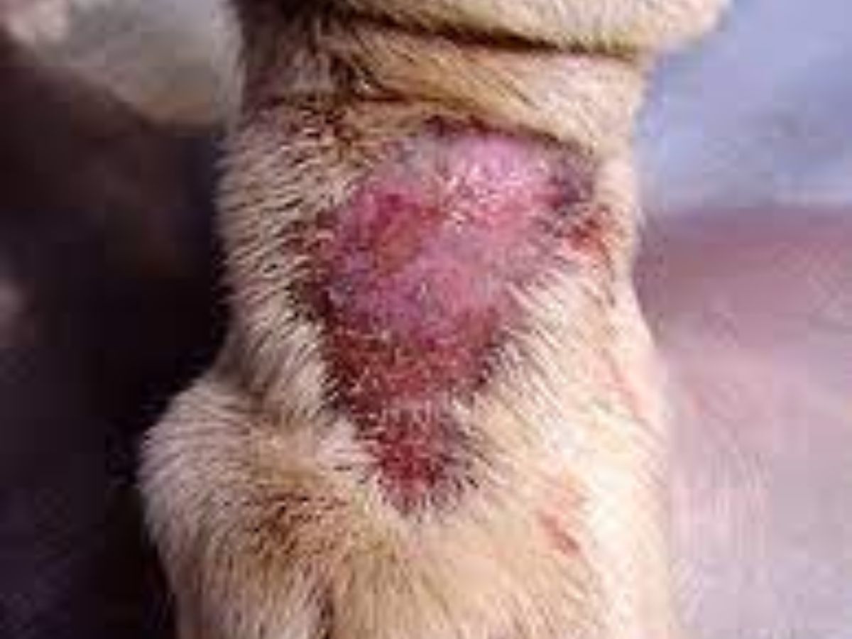 ये लक्षण बिल्कुल भी ना करें नजरअंदाज, हो सकते हैं आपके कुत्ते के लिए खतरनाक - Photo Gallery