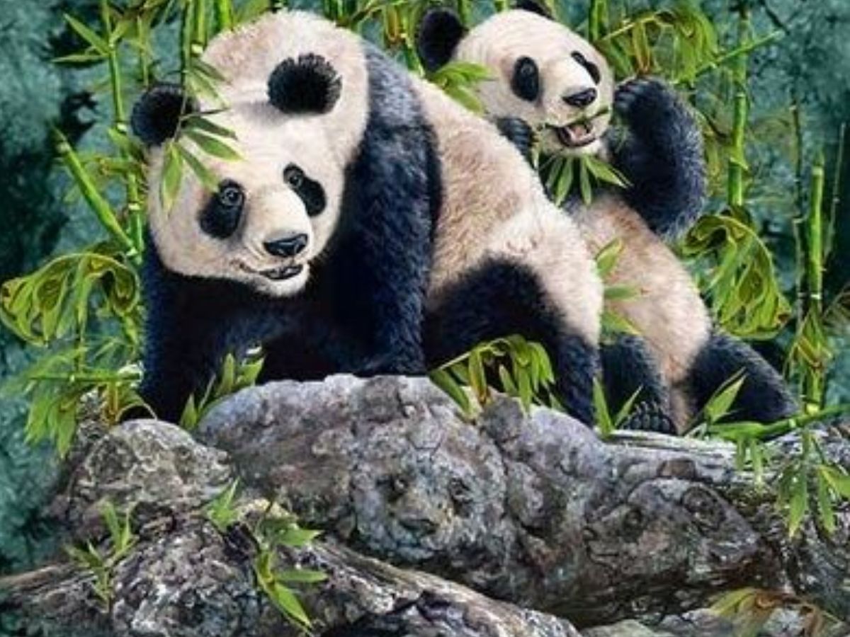 हर पांडा ढूंढना आसान नहीं है, इस तस्वीर में आपकी नजरें देंगी सही जवाब