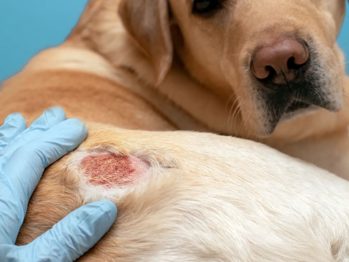 ये लक्षण बिल्कुल भी ना करें नजरअंदाज, हो सकते हैं आपके कुत्ते के लिए खतरनाक - Photo Gallery