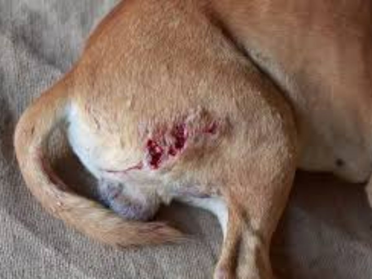 ये लक्षण बिल्कुल भी ना करें नजरअंदाज, हो सकते हैं आपके कुत्ते के लिए खतरनाक - Photo Gallery