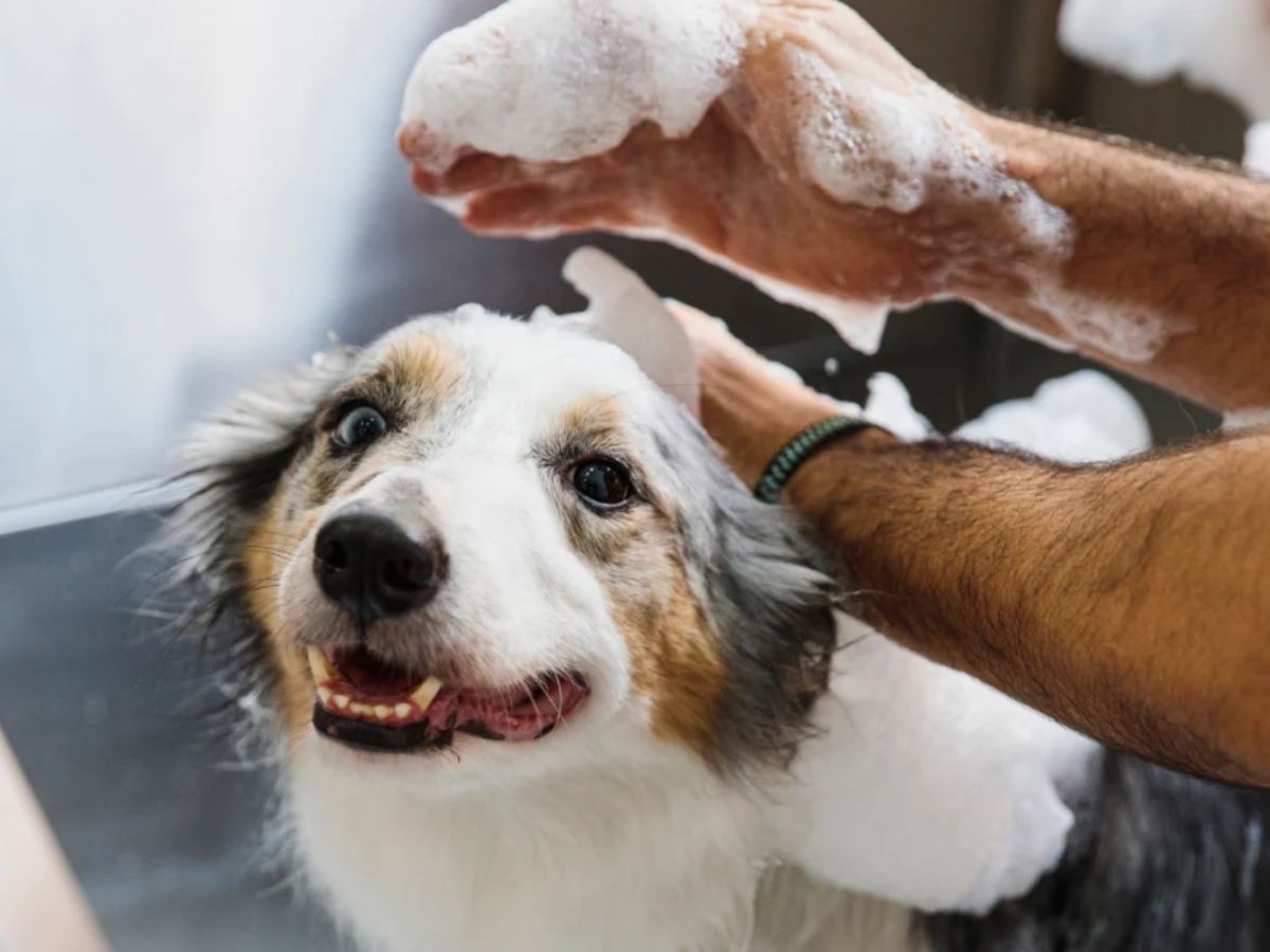 ये लक्षण बिल्कुल भी ना करें नजरअंदाज, हो सकते हैं आपके कुत्ते के लिए खतरनाक - Photo Gallery