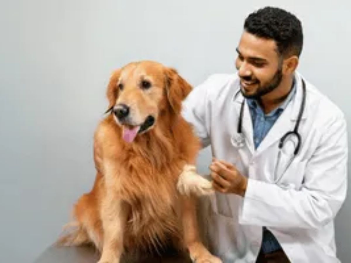 ये लक्षण बिल्कुल भी ना करें नजरअंदाज, हो सकते हैं आपके कुत्ते के लिए खतरनाक - Photo Gallery