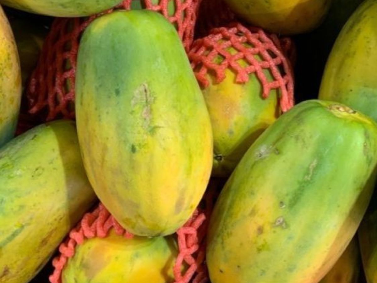 पपीते का छिलका फेंकते हैं? जान लीजिए ये है आपकी स्किन और बालों के लिए खजाना - Photo Gallery