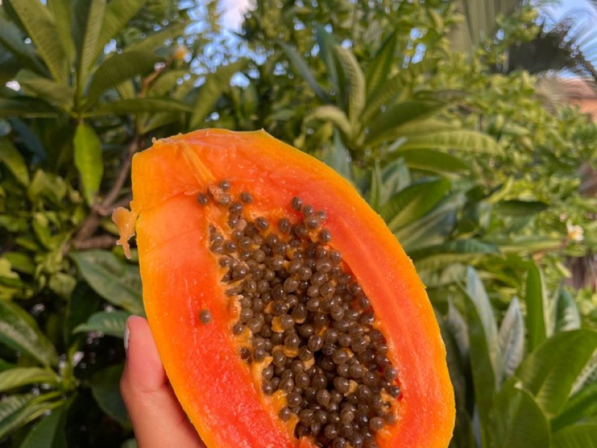 पपीते का छिलका फेंकते हैं? जान लीजिए ये है आपकी स्किन और बालों के लिए खजाना - Photo Gallery