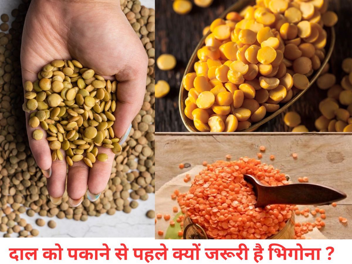 कौन-सी दाल रातभर भिगोनी चाहिए और कौन-सी कुछ घंटों के लिए? न्यूट्रिशनिस्ट ने बताया हेल्दी डाइजेशन का फॉर्मूला - Photo Gallery