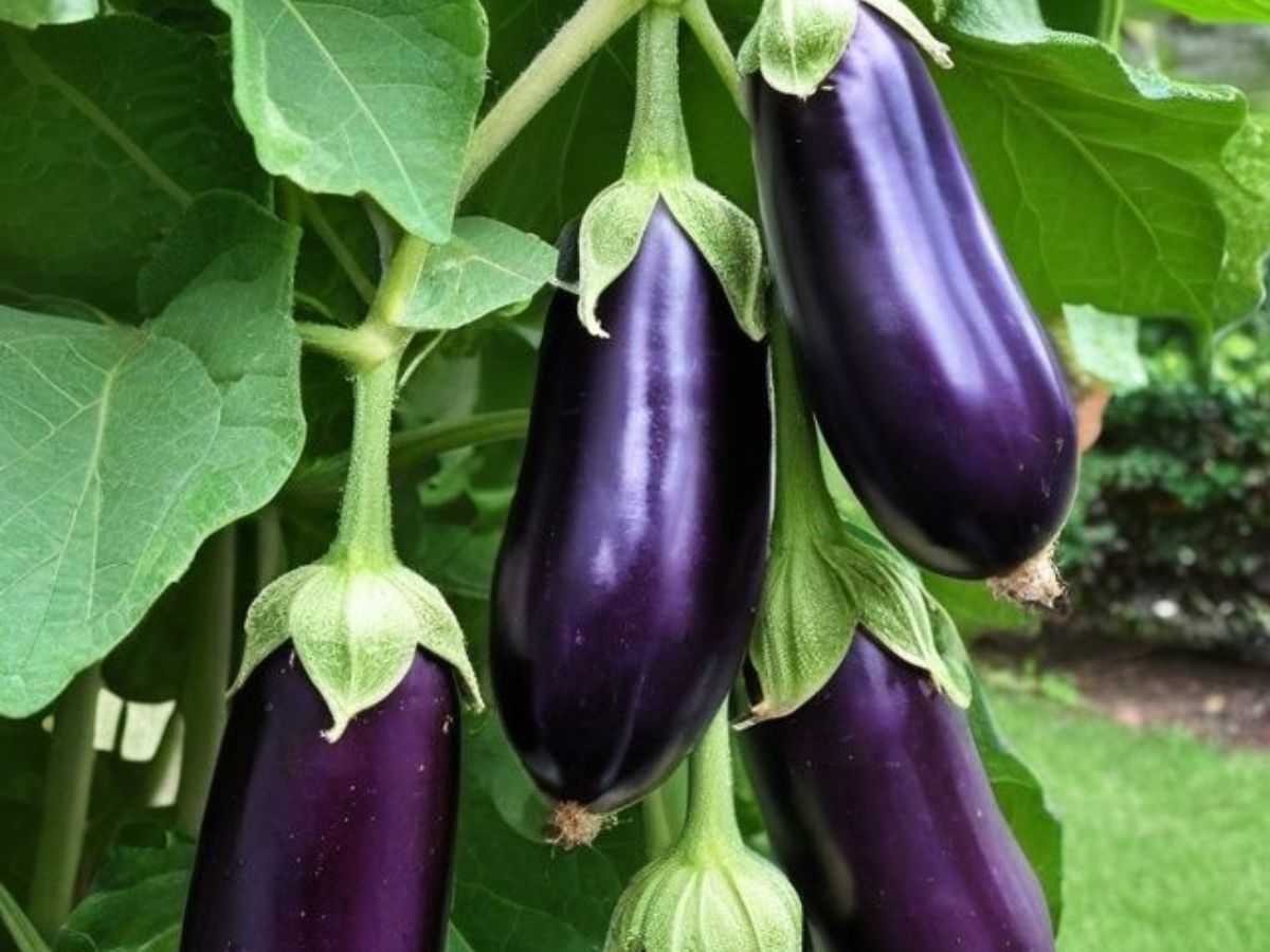 शुगर लेवल कंट्रोल करना है आसान? अपनाएँ इन सब्जियों का जादू - Photo Gallery