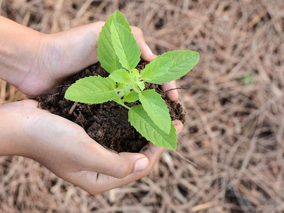 What is good to donate on the fourth day of Navratri? - Photo Gallery