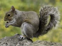 Shooter mistook the bullet for a squirrel - Photo Gallery