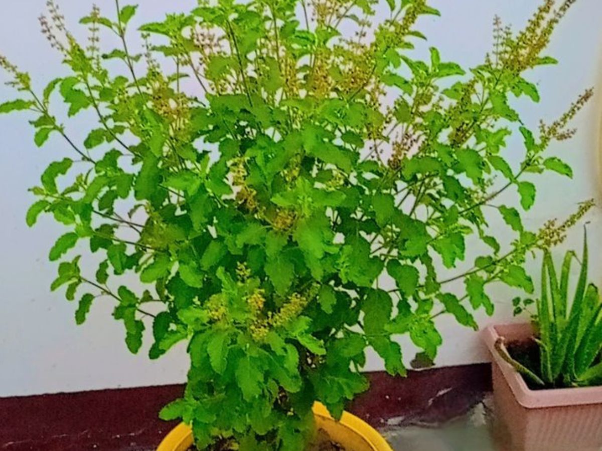 Diwali 2025: दिवाली पर वास्तु के इन आसान नियमों से चमक उठेगा आपका घर और जीवन