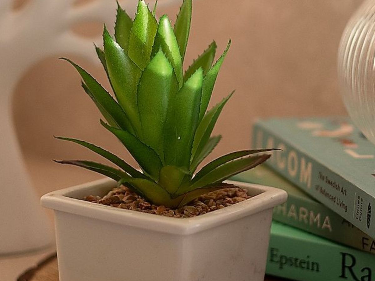 इस दीवाली ऑफिस डेस्क को दें ग्रीन टच,  ये 8 छोटे पौधे बदल देंगे पूरा मूड! - Photo Gallery