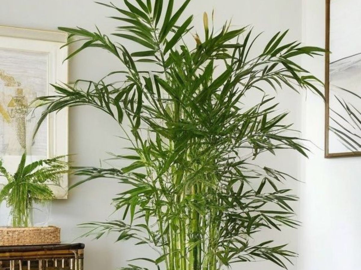 दीपों की रौशनी के साथ हवा भी बने शुद्ध, जानिए 8 बेहतरीन पौधे! - Photo Gallery