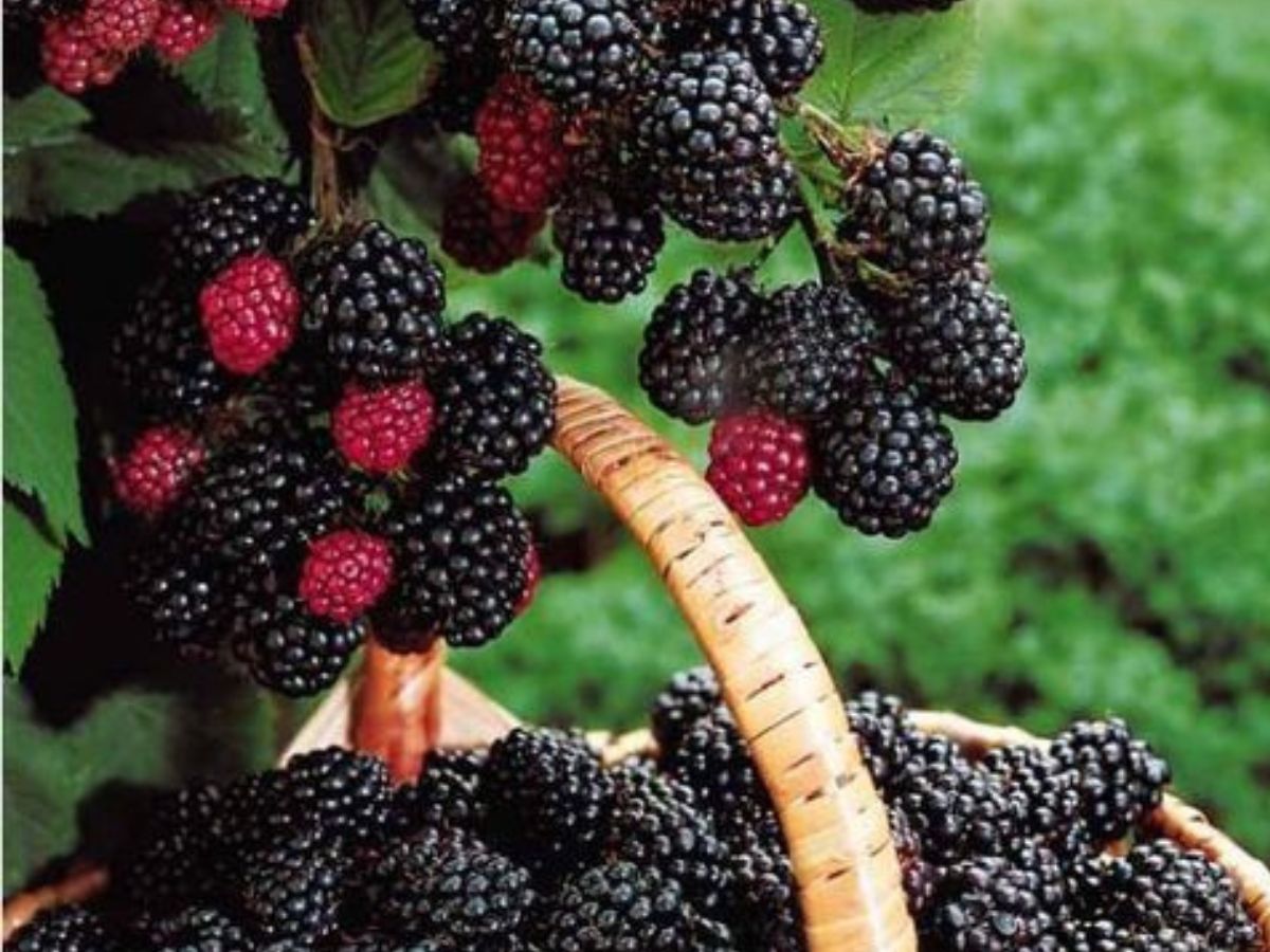 छोटे फल, बड़ी ताकत: आधे अंडे जितना प्रोटीन सिर्फ इन 8 फलों में! - Photo Gallery